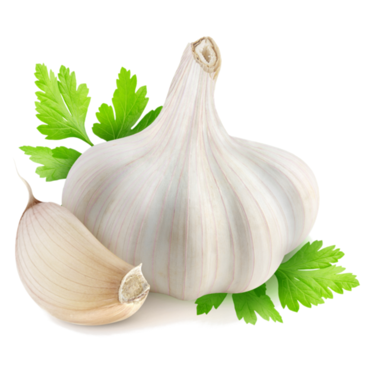 Garlic