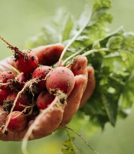 organic10 organic10