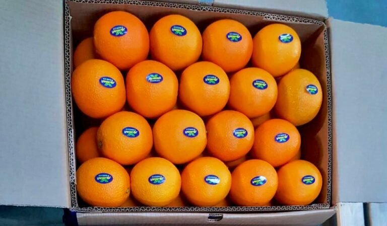 IMG-20251011-WA0033[1]