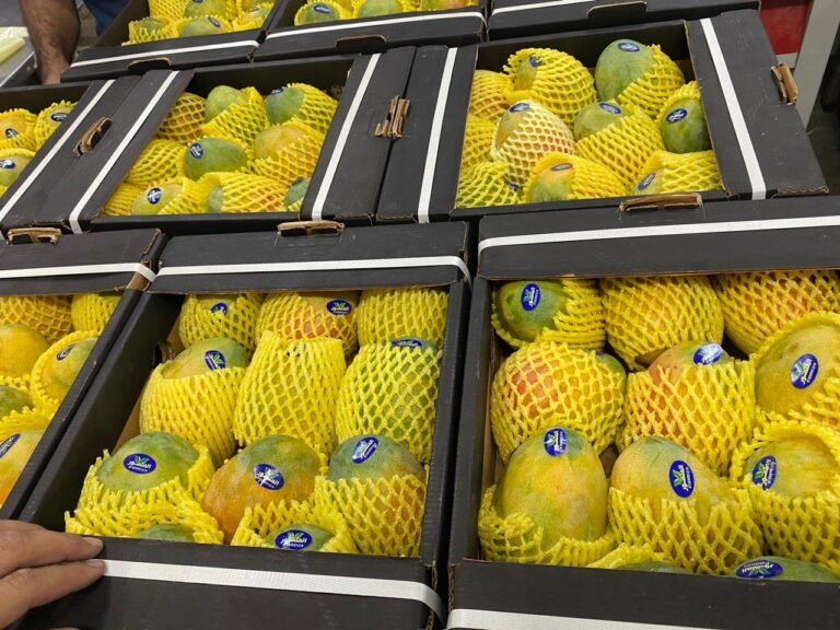 WhatsApp Image 2025-10-11 at 18.55.17_dd600306