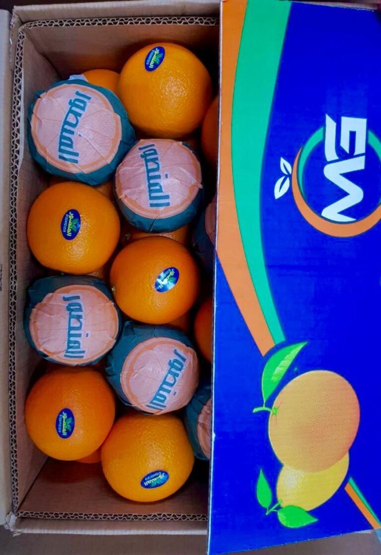 WhatsApp Image 2025-11-04 at 00.50.35_c4a0c9b8