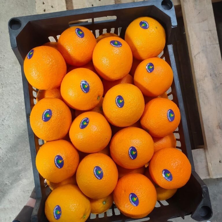 WhatsApp Image 2025-11-06 at 02.30.42_eeeac94a