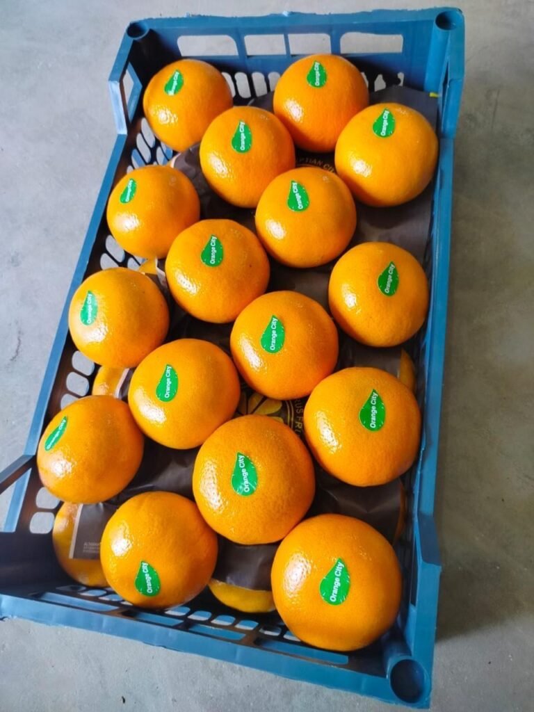 WhatsApp Image 2025-11-06 at 02.32.53_4b06c831