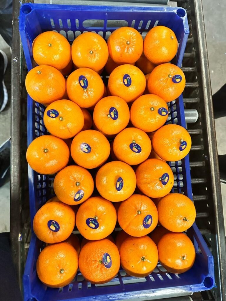 WhatsApp Image 2025-11-06 at 02.32.53_a6de4cef