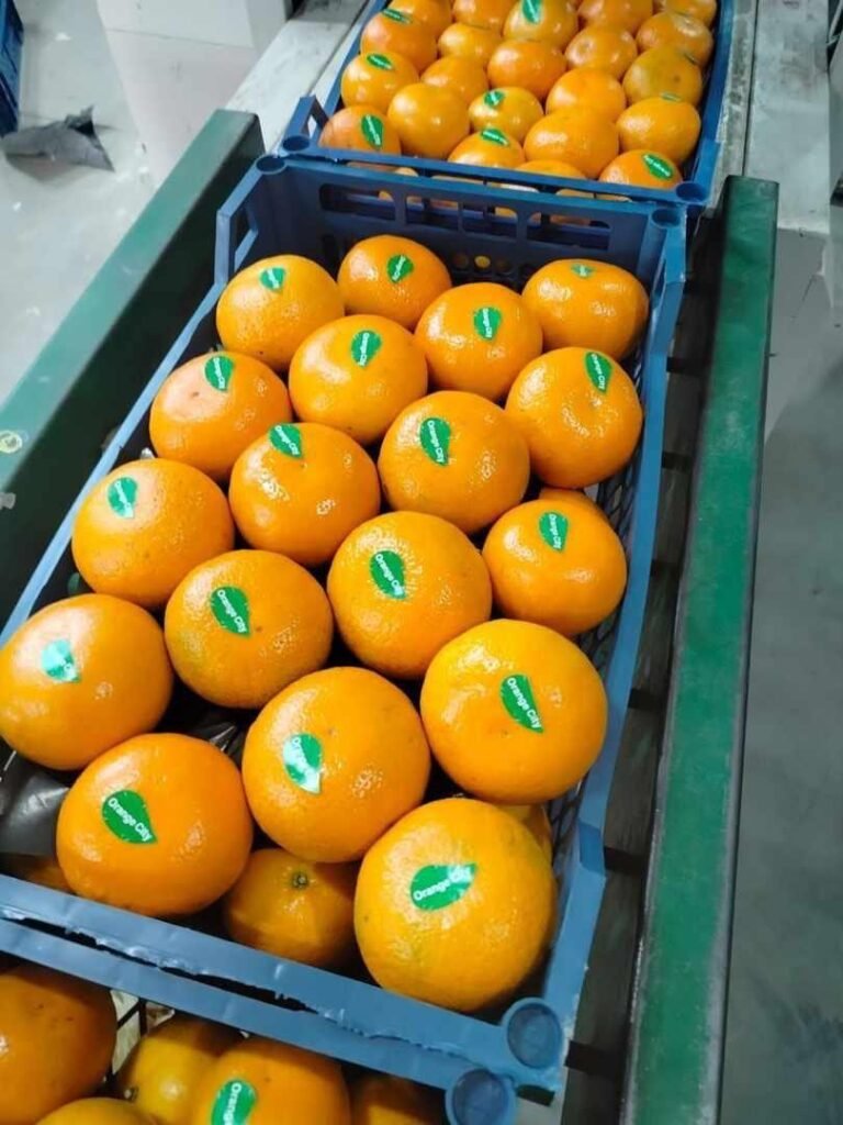 WhatsApp Image 2025-11-06 at 02.32.53_ba523c89