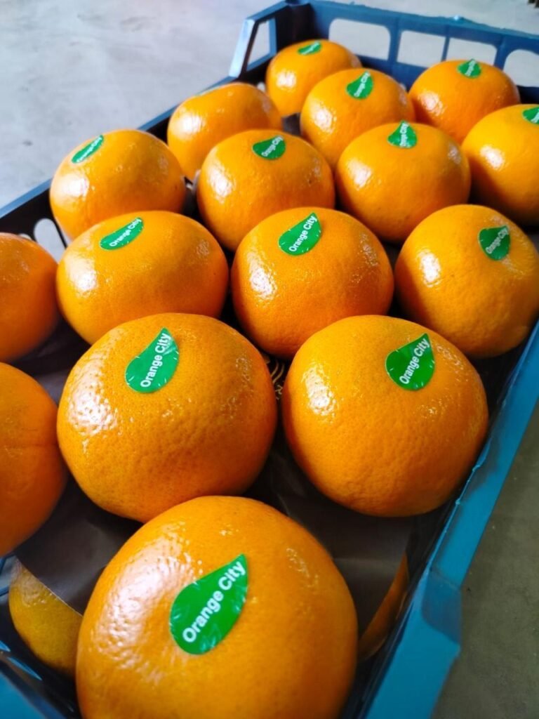 WhatsApp Image 2025-11-06 at 02.32.54_68f9eaba