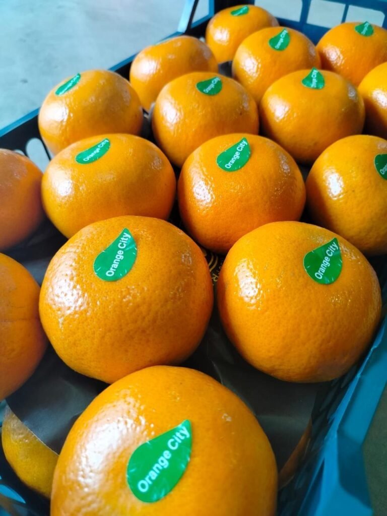 WhatsApp Image 2025-11-06 at 02.32.54_fc47a6db