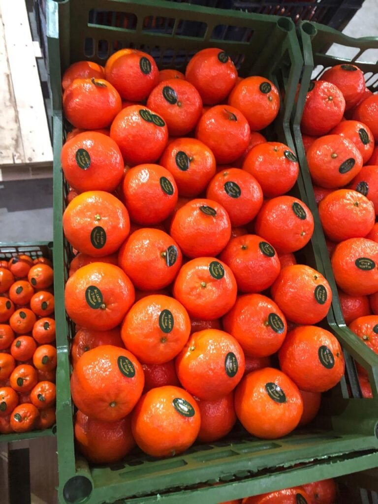 WhatsApp Image 2025-11-06 at 02.33.42_7b7f30b1