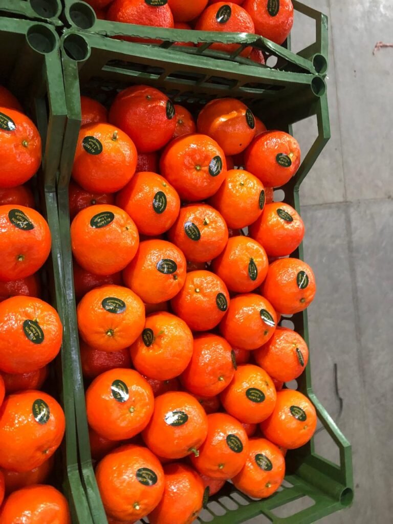 WhatsApp Image 2025-11-06 at 02.33.43_35275d73