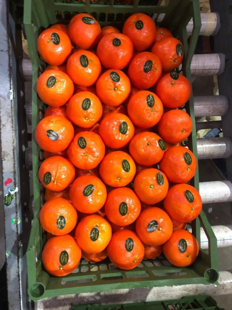 WhatsApp Image 2025-11-06 at 02.33.43_b761868b