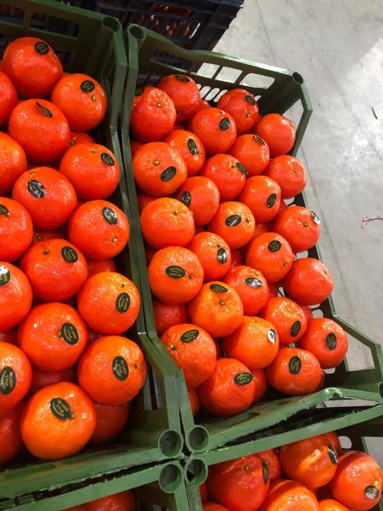 WhatsApp Image 2025-11-06 at 02.33.43_bae6aa62