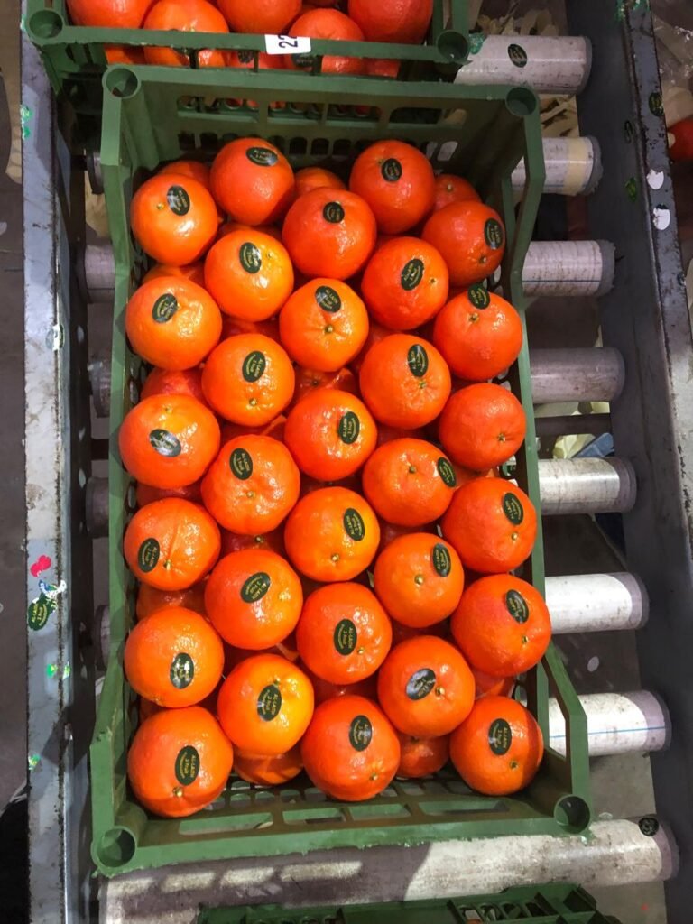 WhatsApp Image 2025-11-06 at 02.33.44_d57a88e6