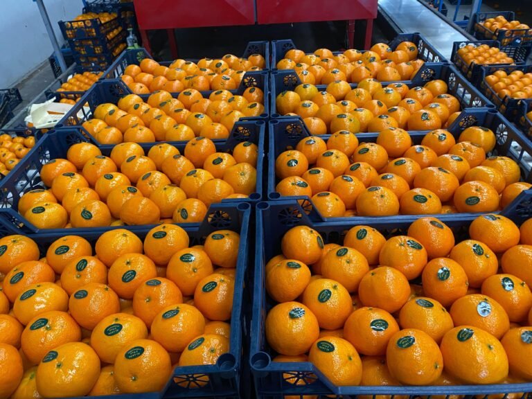 WhatsApp Image 2025-11-06 at 02.35.57_6c5c50a3