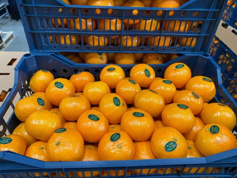 WhatsApp Image 2025-11-06 at 02.36.00_de960515