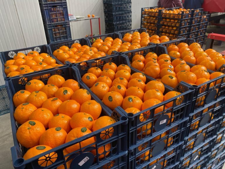 WhatsApp Image 2025-11-06 at 02.36.00_ed4c94e0