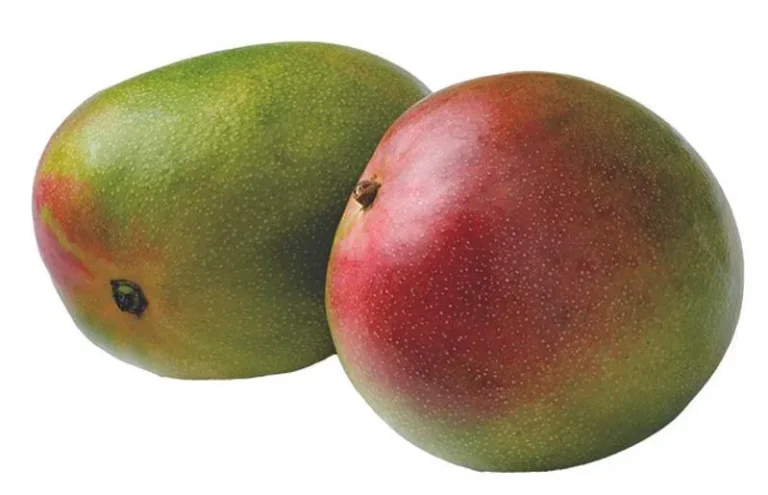 tommy-e1750248923365